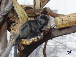 Haus des Meeres 4.02.2026